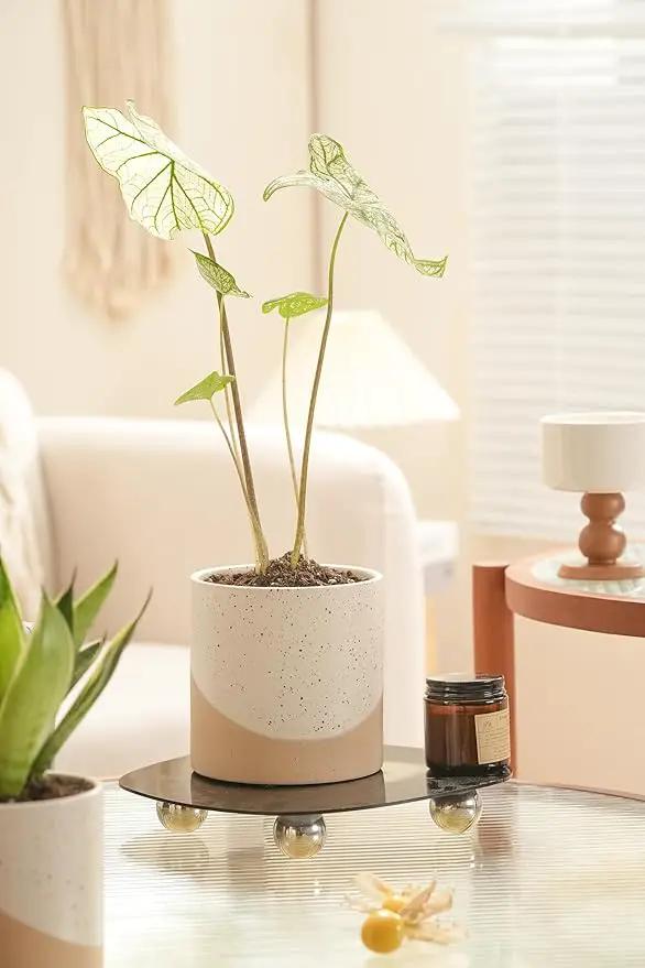 Ceramic Pots for Indoor Plants, 2 Set Flower Pots 5.4/4.3 Inch with Drainage, Double Color Glazed Speckled White & Terracotta Bottom Ceramic Planter Idea for Plant Lovers by GreenHaven Gardens