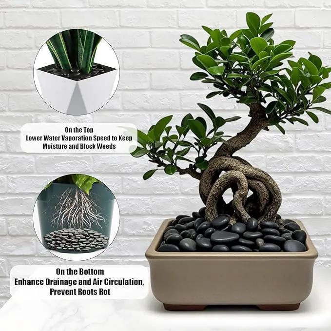 River Rocks 5 Lb, Pebbles for Indoor Plants 0.5"-1.4", Black Rocks for Outdoor Landscaping, Decorative Stones Vase Filler, Fish Tank, Fountain, Succulents, Flower Bed, Black by GreenHaven Gardens