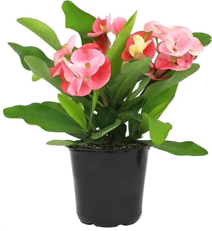 Euphorbia Crown of Thorns Plant Decor, Perennial Plants Ready to Plant, Cactus Plants Live Houseplants, Outdoor Plants Live House Plants Live Plants Indoor Plants Live Houseplants by Plants for Pets by GreenHaven Gardens