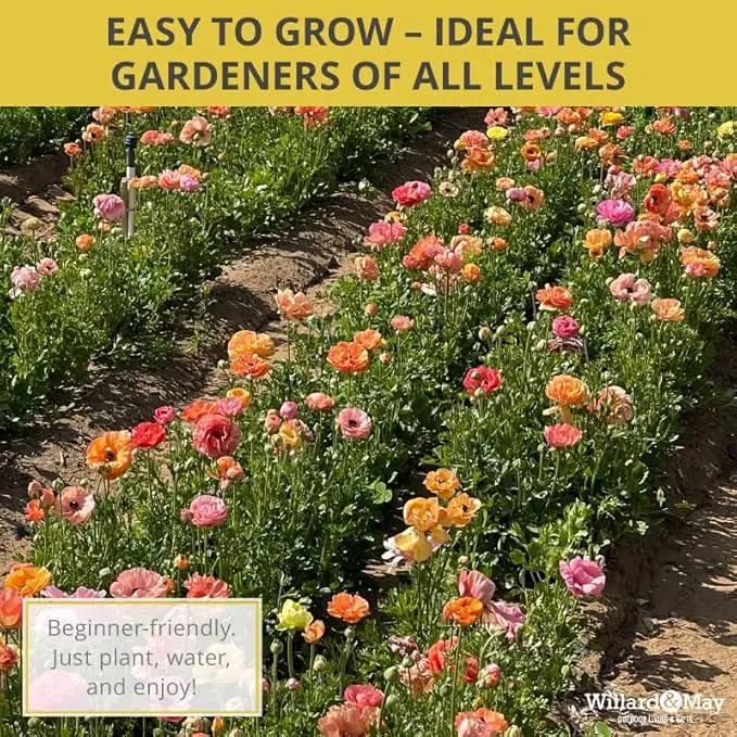 25 Pastel Mixed Ranunculus Bulbs for Planting - Buttercup Color Mix Value Bag - Plant in Gardens, Borders & Flowerbeds - Easy to Grow Fall Flowers Bulbs by Willard & May by GreenHaven Gardens