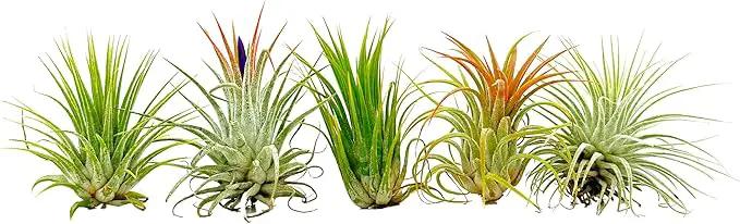Air Plants - Tillandsia Ionantha Pack, Regular 1-3" - 5ct - Live Arrival Guaranteed - House Plants for Home Decor & Gift by GreenHaven Gardens