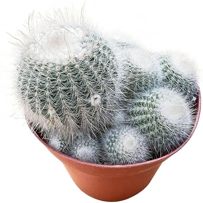 Live Succulent Plants Silver Ball Cactus, Easy Care Potted Succulents, Approx 4" D x 4" H, Indoor Houseplant, Unique Gifts, Home Office Décor by GreenHaven Gardens