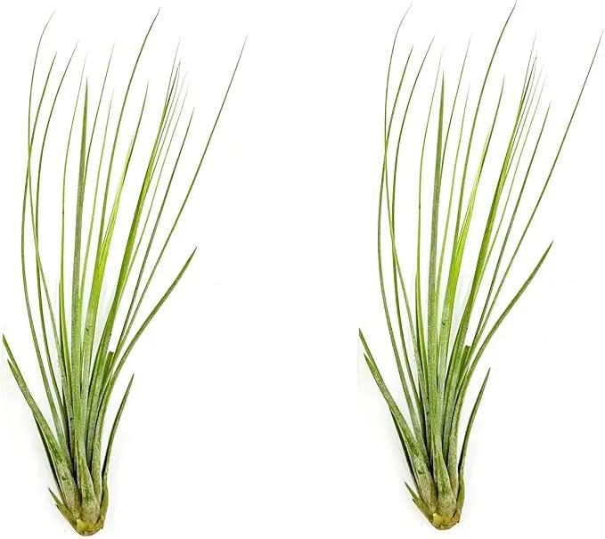 Air Plants - Tillandsia Juncea, Jumbo 8-12" - 2ct - Live Arrival Guaranteed - House Plants for Home Decor & Gift by GreenHaven Gardens