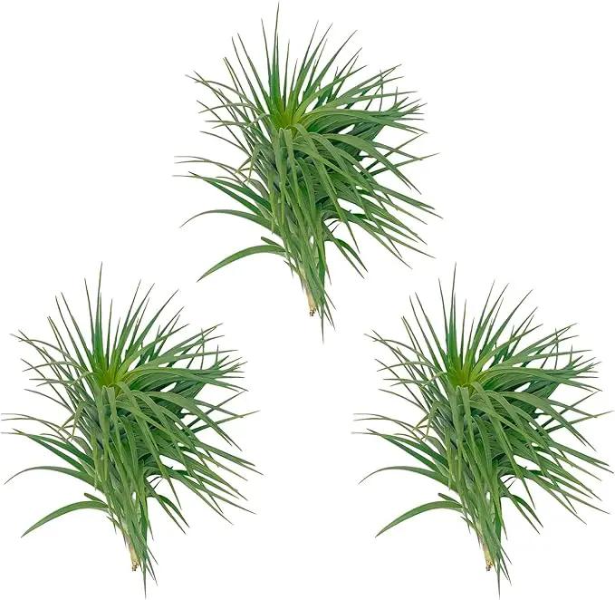 Air Plants - Flowering Tillandsia Pink Paske Large 5" - 3ct - Live Arrival Guaranteed - House Plants for Home Decor & Gift by GreenHaven Gardens