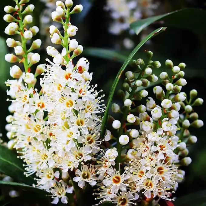Mediterranean Bay Leaf, Bay Laurel Live Plant. Standard Variety - Laurus Nobilis. Live Plant. Fragrant, Fresh, Edible. Best for Ground Planting Outdoor. (4 Bay Laurel Plants in Sac) by GreenHaven Gardens