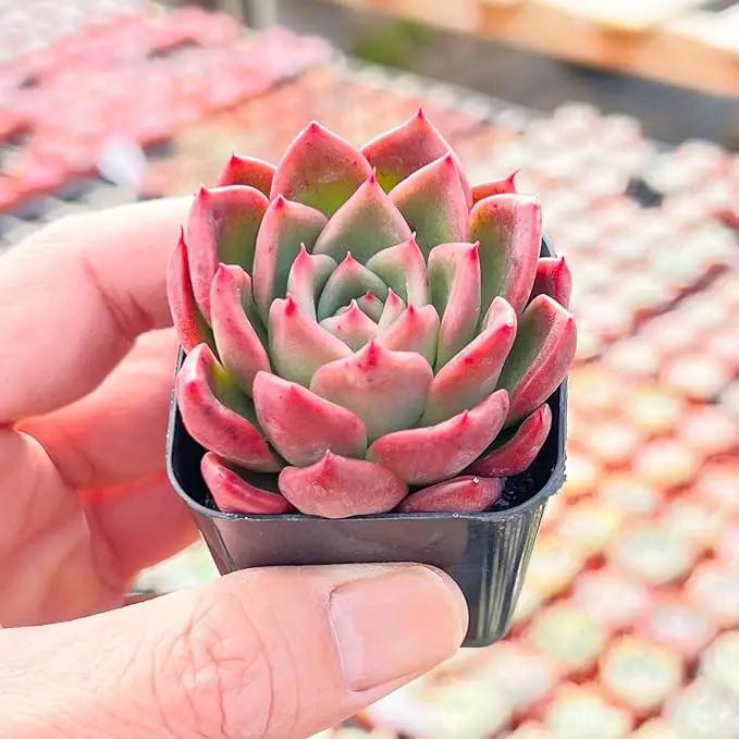 Live Succulent Echeveria Agavoides 'Calistos', Approx 2-inch Large, Potted Succulents, Fully Rooted, Easy Care House Plants by GreenHaven Gardens