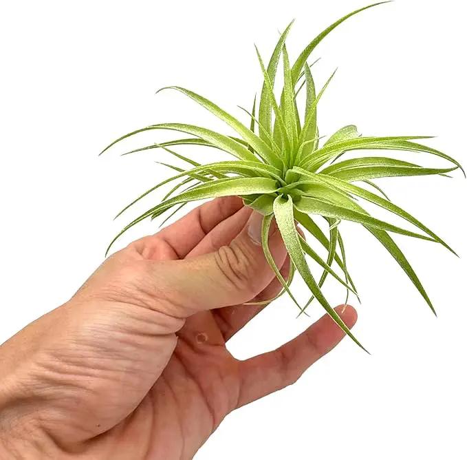 Live Air Plants - Tillandsia Geminiflora 1-3" - 3ct – ragnaroc Live Indoor Plant - Live Arrival Guaranteed - House Plants for Home Decor & Gift by GreenHaven Gardens