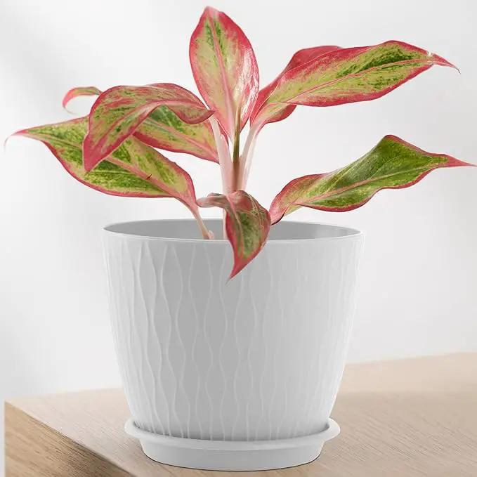 Plant Pots – 6 Inch Planters with Drainage Holes and Saucers, Flower Pots for Indoor and Outdoor Plants, Nursery Planting Pots (Pack of 5, White) by GreenHaven Gardens