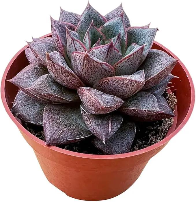 Live Succulent Plants Echeveria 'Purpusorum', Easy Care Potted Succulents, Approx 4" D x 6" H, Indoor Houseplant, Unique Gifts, Home Office Décor by GreenHaven Gardens
