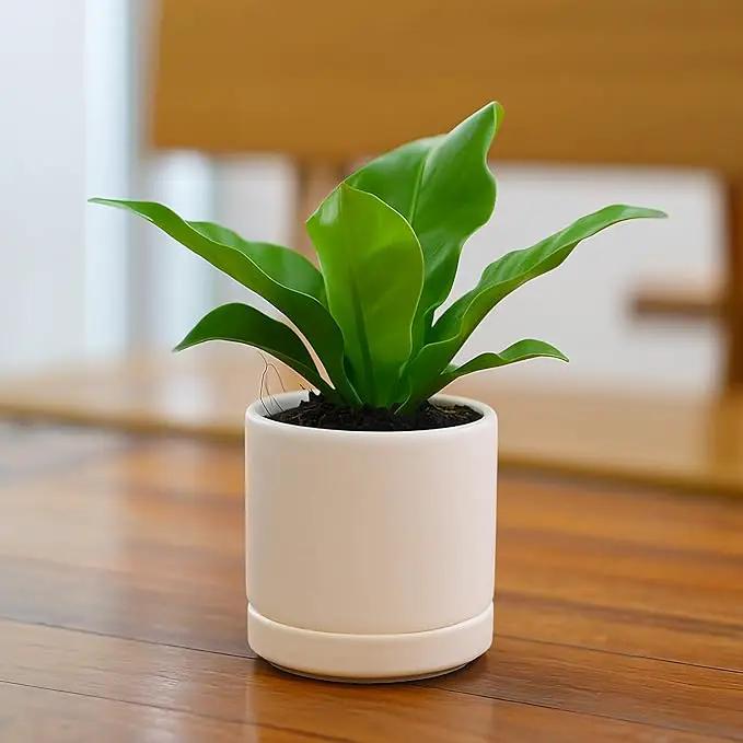 D'vine Dev 3.5 Inch Ceramic Planter Pot with Drainage Hole and Saucer, Indoor Cylinder Round Planter Pot, Oatmeal, 94-O-A-8 by GreenHaven Gardens