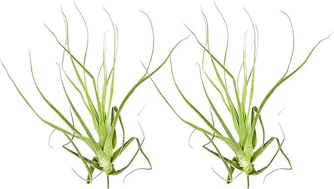 Air Plants - Tillandsia Straminea Jumbo 6-9" - 2ct - Live Arrival Guaranteed - House Plants for Home Decor & Gift by GreenHaven Gardens