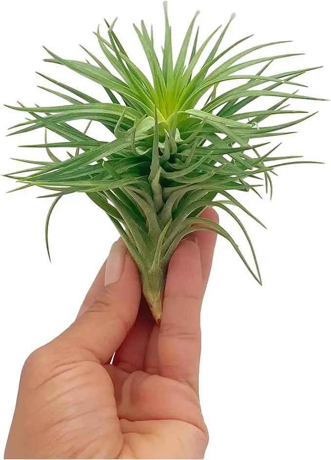 Air Plants - Flowering Tillandsia Pink Paske Large 5" - 1ct - Live Arrival Guaranteed - House Plants for Home Decor & Gift by GreenHaven Gardens