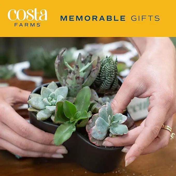 Costa Farms Succulents (25 Pack), Live Mini Succulent Plants, Grower's Choice Live House Plants, Potted in Nursery Plant Pots, Potting Soil Mix, Bulk Baby Shower, Bridal Shower Gift, DIY, Party Favors by GreenHaven Gardens