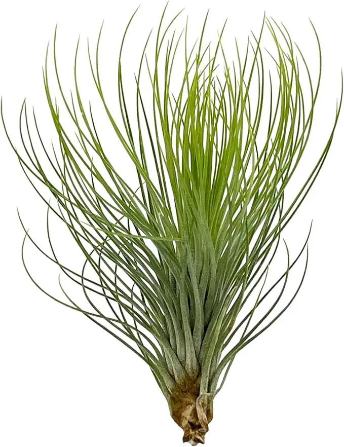 Air Plants - Tillandsia Andreana, Large 4-6" - 1ct - Live Arrival Gauranteed - House Plants for Home Decor & Gift by GreenHaven Gardens