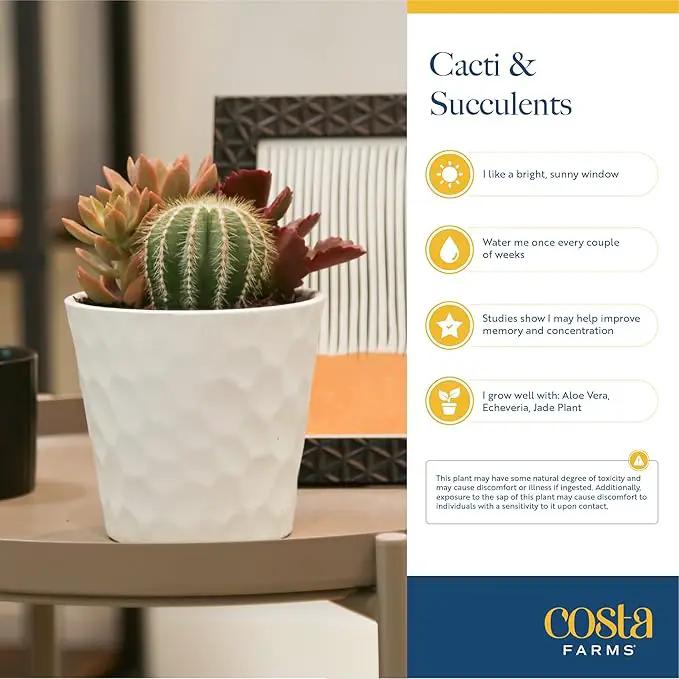 Costa Farms Live Succulent Garden Collection, Live Succulent Plants in Décor Pot, New House Plant Gift, Son, Room and Zen Garden Décor, 6-Inches Tall by GreenHaven Gardens