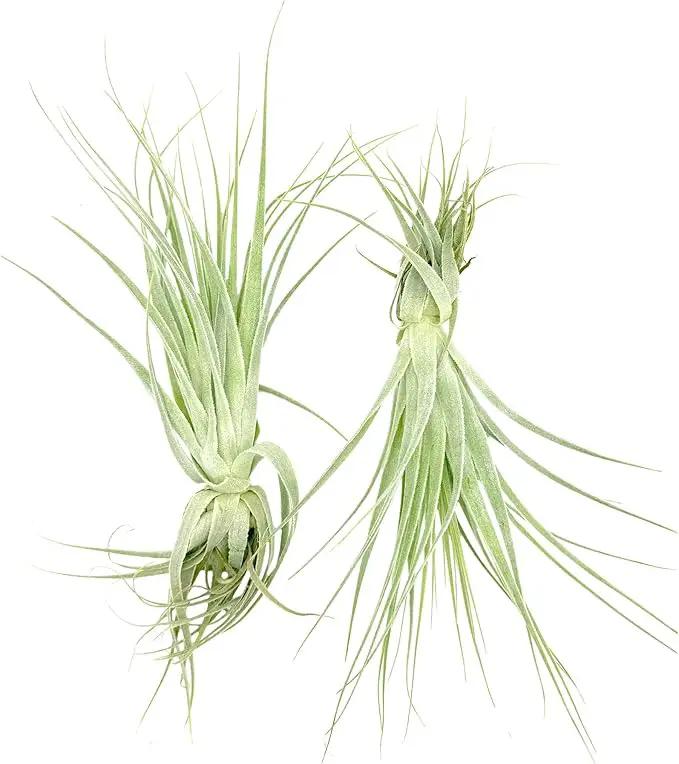 Live Air Plant - Tillandsia Gardneri 5-7” - 2ct - ragnaroc Rare Collectors Indoor Tropical Plant - Live Arrival Guaranteed - House Plants for Home Decor & Gift by GreenHaven Gardens