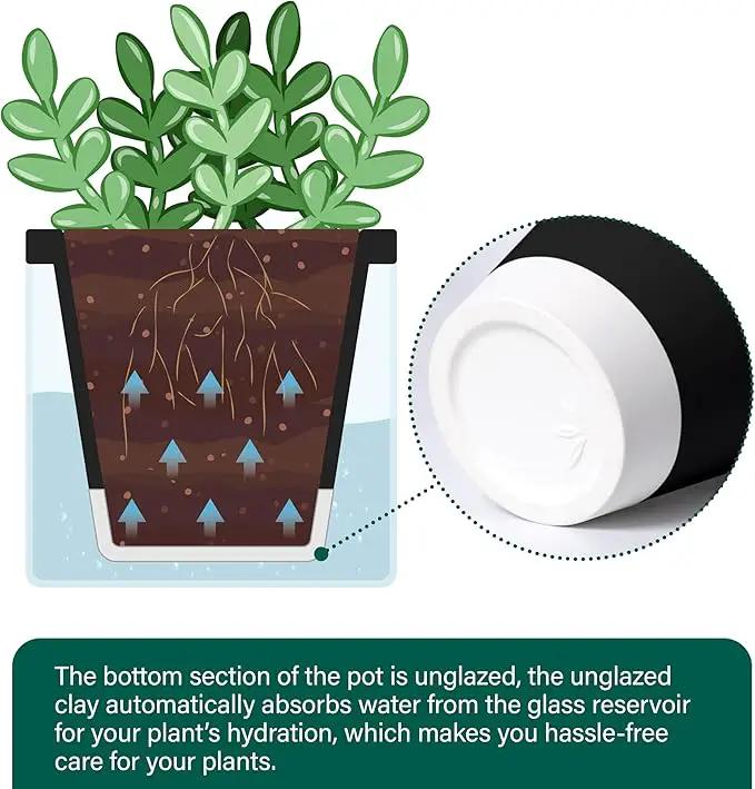 D'vine Dev 4 Inch Design Self Watering Planter for Indoor Plants, Black Terracotta Pot with Cylinder Glass Cup, Set of 2, 37-Y-A-3 by GreenHaven Gardens