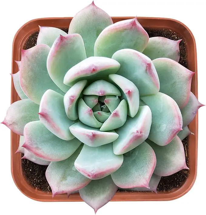 Live Succulent Echeveria Prism, Approx 2-inch Large, Potted Succulents, Fully Rooted, Easy Care House Plants by GreenHaven Gardens