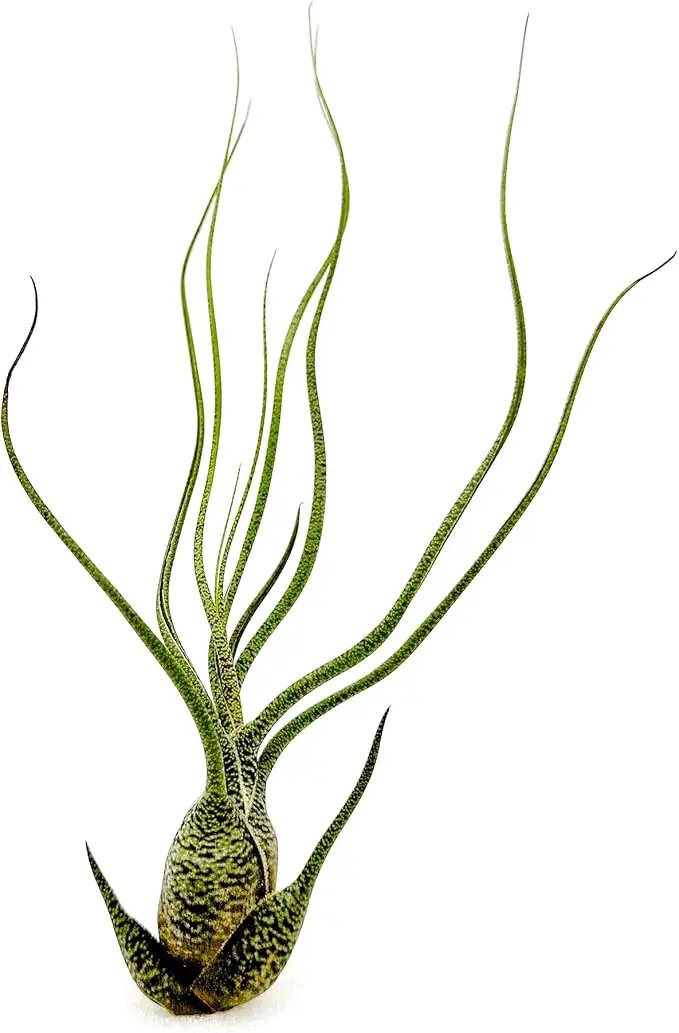 Live Air Plants - Tillandsia Butzii, Jumbo 7-9" - 1ct - Live Arrival Guaranteed - House Plants for Home Decor & Gift by GreenHaven Gardens