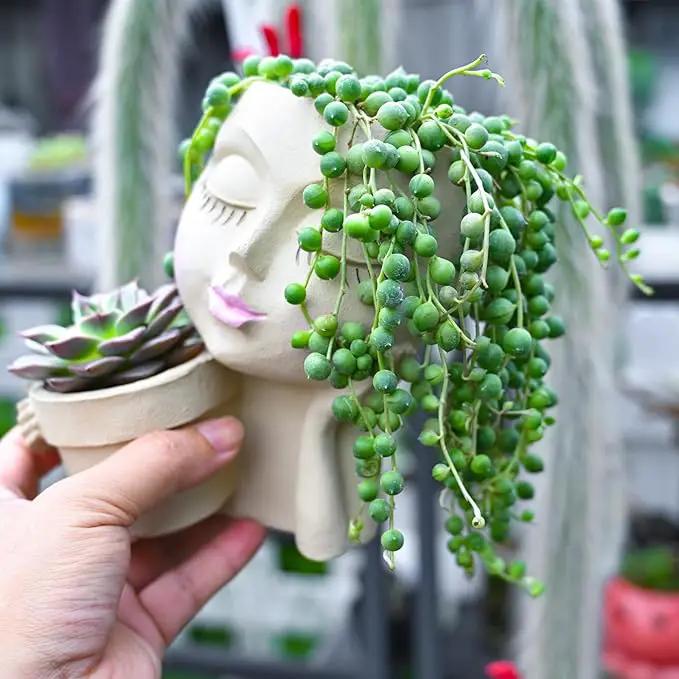 String of Pearls (4-inch), Succulents Plants Live, Succulent Plants Fully Rooted in Pots with Soil, Easy-Care House Plant for DIY, Home Office Decor, Wedding Party Favor by GreenHaven Gardens