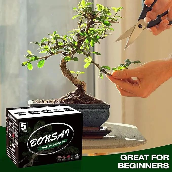 5 Bonsai Tree Kit Complete Plant Growing Tools, Grow in Pot Indoor Bonsai Tree Starter Kit, Great Home Gardening Potted Plants DIY Gift for Adults by GreenHaven Gardens