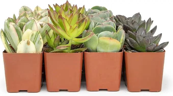 Succulents Plants Live (20PK) Potted Succulent Plants Live House Plants, Cactus Plants Live Plants Indoor Plants Live Houseplants, Indoor Plant Succulents Live Plant House Plant by Plants for Pets by GreenHaven Gardens