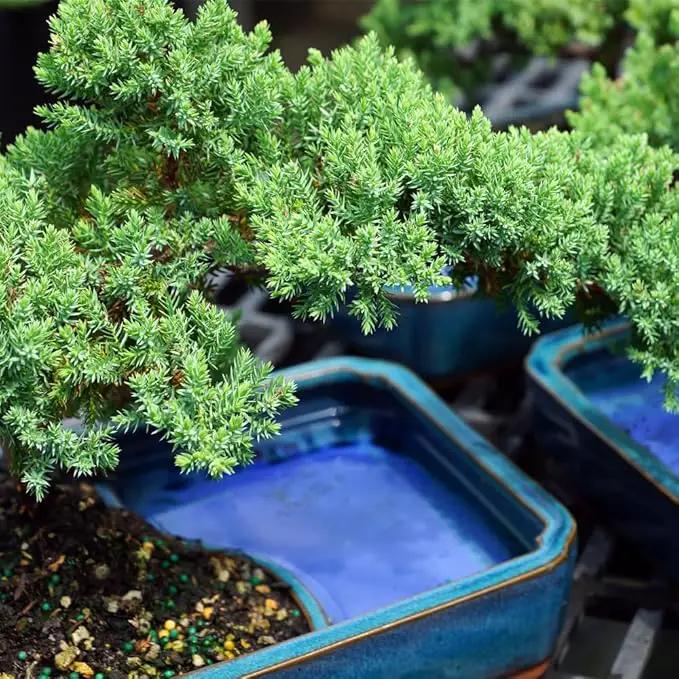 Brussel's Bonsai Live Green Mound Juniper Bonsai Tree - Medium, 5 Year, 6 to 10 Inches - Outdoor Bonsai Tree Live with Water Bonsai Pot (Not Sold in California) by GreenHaven Gardens