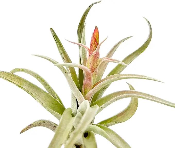 Air Plants - Flowering Tillandsia Harrisii, Large 3-5" - 1ct - Live Arrival Guaranteed - House Plants for Home Decor & Gift by GreenHaven Gardens