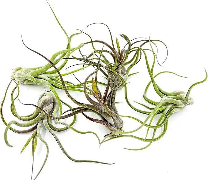 Air Plants - Flowering Tillandsia Caput Medusae, Large 5-7" - 5ct - Live Arrival Guaranteed - House Plants for Home Decor & Gift by GreenHaven Gardens
