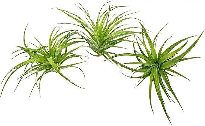 Live Air Plants - Tillandsia Geminiflora 1-3" - 3ct – ragnaroc Live Indoor Plant - Live Arrival Guaranteed - House Plants for Home Decor & Gift by GreenHaven Gardens