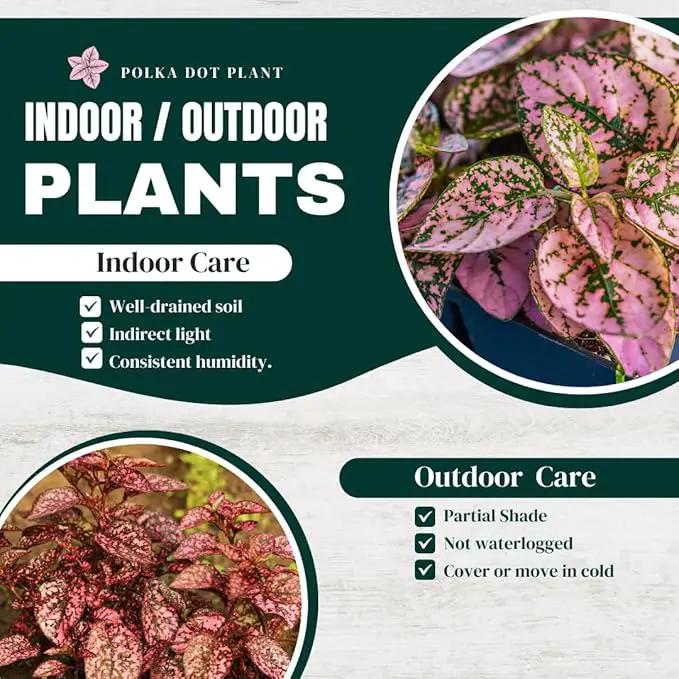 Polka Dot Plant (4-Pack) - Live Houseplants, Small Indoor Plants, Hypoestes Pink- Colorful, Air-Purifying House Plants by GreenHaven Gardens