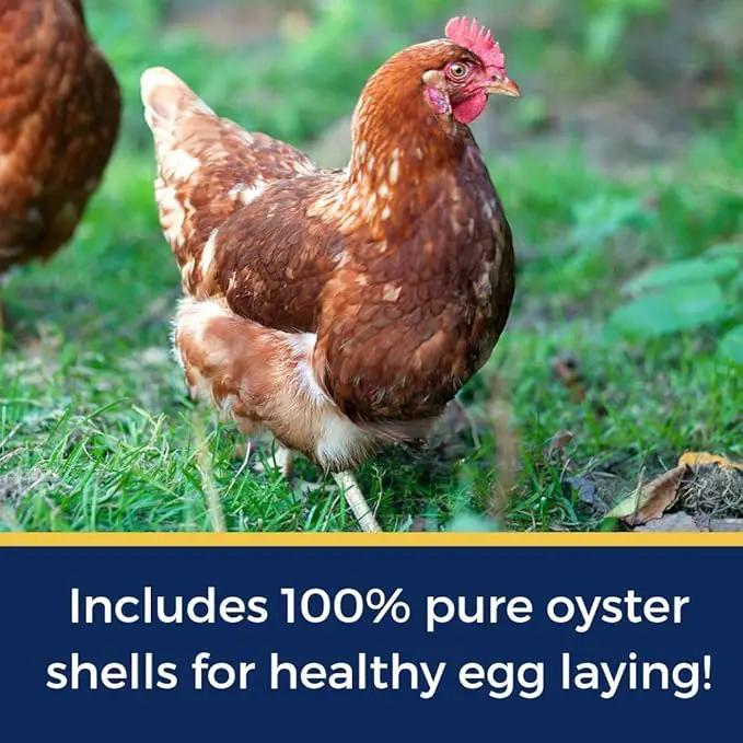 Pampered Chicken Mama Best Eggs Ever! Nesting Herbs for Chickens (4 Pounds) Calcium Supplement for Chickens | Chicken Feed Supplies, Hen Treats for Coops by GreenHaven Gardens