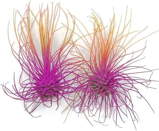 Thin Air Plant, Guatemala Tillandsia Live Airplant, Healthy Arrival Guaranteed, Great Indoor Plant, Home Decor & Gift (2 Rainbow #3) by GreenHaven Gardens