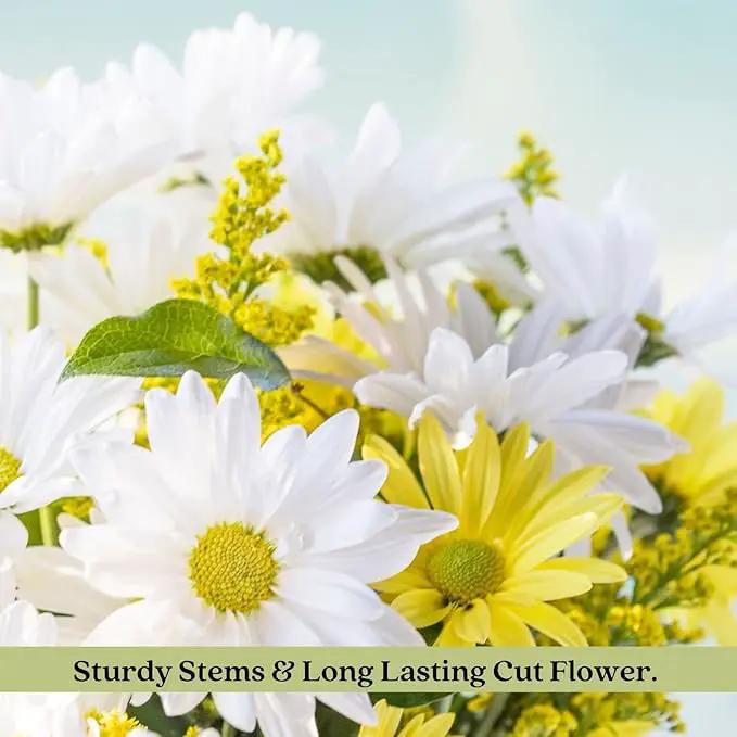 Clovers Garden Coreopsis Moonbeam (Tickseed) Plants – Two (2) Live Plants – Non-GMO - Not Seeds - Each 4" to 8" Tall – in 4" Inch Pots – Hardy Flowering Perennial, Pollinator Favorite by GreenHaven Gardens