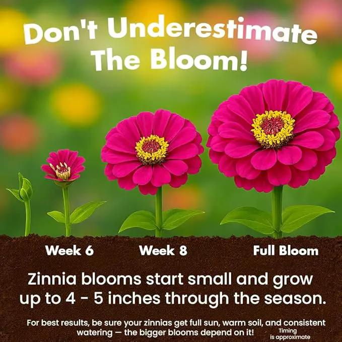 NatureZ Edge Zinnia Seeds for 2025 Planting Outdoors, Over 8250 Flower Seeds, 2 Oz, Non GMO Made in USA, Bulk Semillas De Flores para Sembrar, California Giants, Easy to Grow Zinnia Seed Mix by GreenHaven Gardens