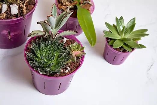 rePotme Cactus & Succulent Food - Feed ME! Fertilizer (8 Oz), Makes 96 Gallons of Fertilizer by GreenHaven Gardens
