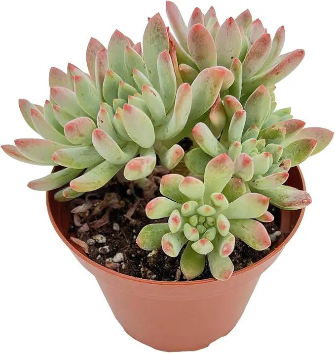 Live Succulent Plants Echeveria 'Blue Apples', Easy Care Potted Succulents, Approx 4" D x 4" H, Indoor Houseplant, Unique Gifts, Home Office Décor by GreenHaven Gardens