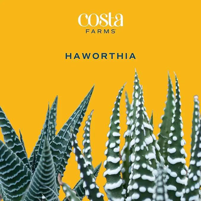 Costa Farms Haworthia Live Plant, Succulent Houseplant in Cute Decor Succulents Plant Pot, Potting Soil, Live Plants Desk Décor, Birthday, Valentine's Day Gift, Small Tabletop Size, Room Décor by GreenHaven Gardens