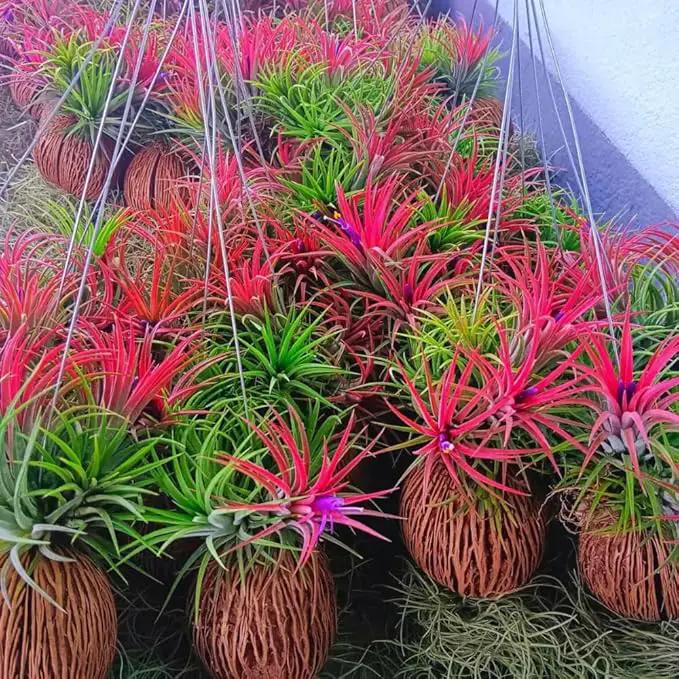 Red Tillandsia Air Plants Live, Set 20 Live Plant, Tillandsia Plants, Succulents Plant Live, Indoor and Outdoor House Plant by GreenHaven Gardens