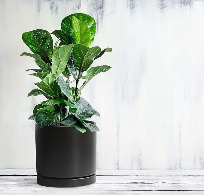 Aveyas 8 inch Ceramic Plant Pot with Drainage Hole and Saucer - Suitable for Indoor and Outdoor Use, Modern Planters for House Garden Flower Tree Snake Monstera Plants (8", Matte Black) by GreenHaven Gardens
