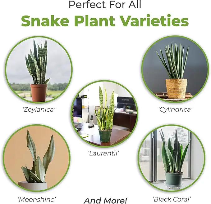 Perfect Plants Organic Snake Plant Soil in 8qt. Bag | Coco Coir Based Potting Mix Snake Plant Varieties by GreenHaven Gardens