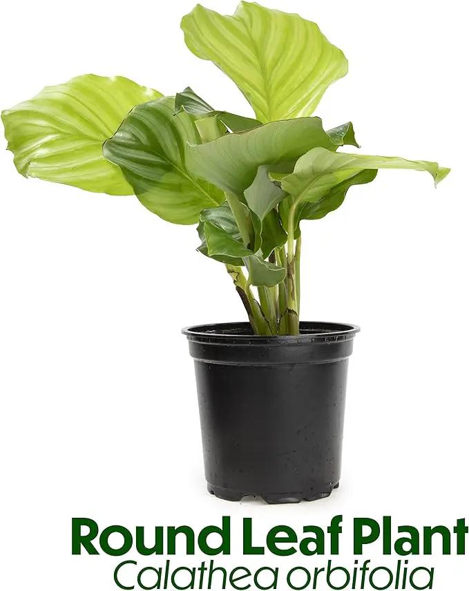 Calathea Prayer Plants Live House Plants Kit (4 PK), Calathea Plant Live Indoor Plants Live Houseplants, Live House Plants Indoors Live Plants Indoor, Live Indoor House Plants Live by Plants for Pets by GreenHaven Gardens