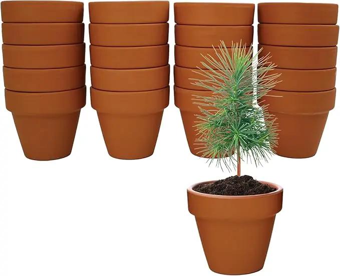 BUZZY Seeds Spruce Terracotta Mini Grow Pots | Tree Starter Kit for Kids & Adults | Bulk 20-Pack | Guaranteed to Grow | Best Indoor Grow Your Own Gardening Gift | Craft & Classroom Projects by GreenHaven Gardens