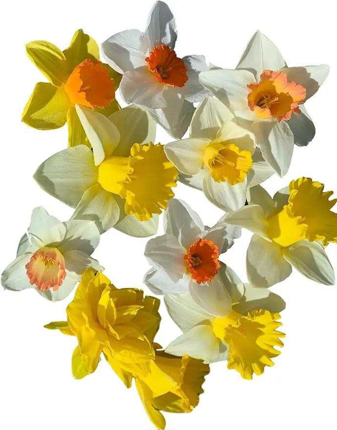 Mixed Large Cup Daffodils- 50 Perennial Daffodil Bulbs - Assorted Colors Narcissus by GreenHaven Gardens