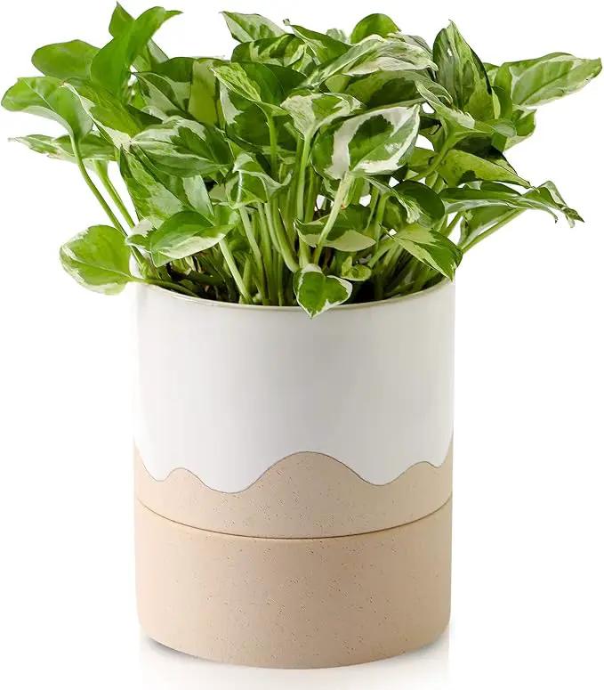 Nihow Self Watering Plant Pot: 6 Inch Ceramic Planter with Drainage Hole & Water Storage Plus for Indoor & Outdoor Plants - Cylinder Round Flower Pot for Succulent/Herbs/Violets - White & Nature by GreenHaven Gardens