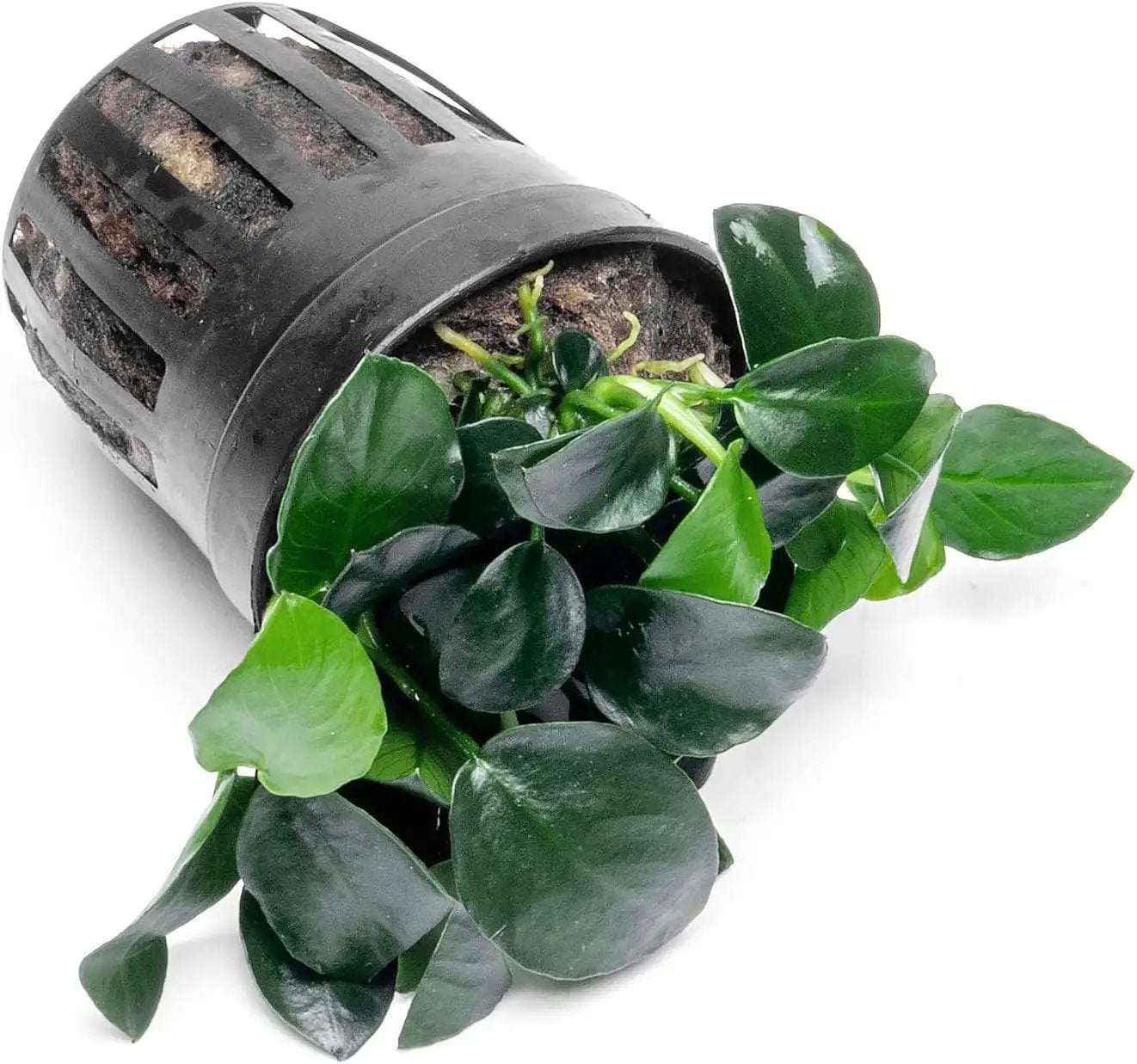 Anubias Live Aquarium Plants - Potted Freshwater Plant for Fish Tanks, Terrariums - Beginner Friendly Low Light (Barteri Petite Round, 1 Pot) by GreenHaven Gardens
