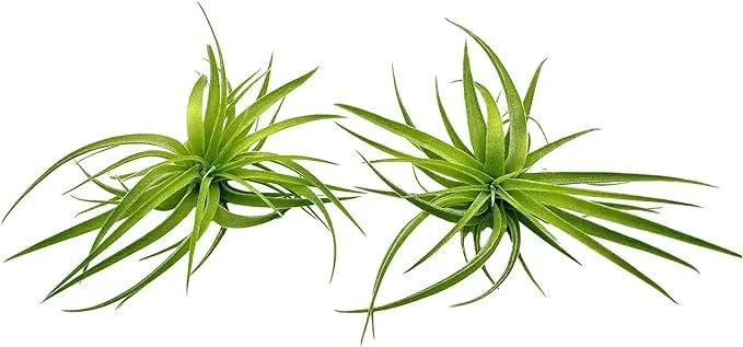Live Air Plants - Tillandsia Geminiflora 1-3" - 2ct – ragnaroc Live Indoor Plant - Live Arrival Guaranteed - House Plants for Home Decor & Gift by GreenHaven Gardens