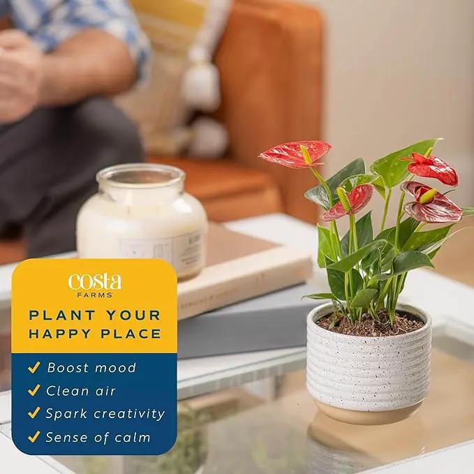 Costa Farms Anthurium, Live Indoor House Plant with Red Flowers, Easy Care Plant in Modern Plant Pot, 12-Inches Tall | Valentines Day Gift | Valentines Day Decoration by GreenHaven Gardens