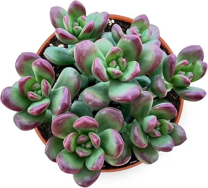Live Succulents Sedum lucidum Obesum (4-inch), Succulent Plants Fully Rooted in Pots with Soil, Easy-Care House Plant for DIY, Home Office Decor, Wedding Party Favor by GreenHaven Gardens