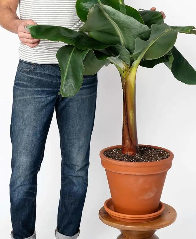 Organic Banana Tree Soil Mix - Specially Designed for Thriving Banana Plants - Nutrient-Rich Blend for Healthy Root Development and Lush Foliage (2 Quart) by GreenHaven Gardens